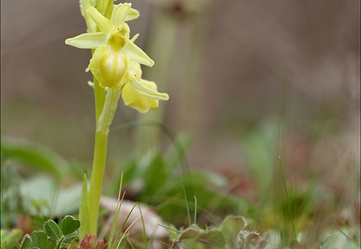 Ophrys exaltata hypochrome 24-03-24 03 (425 visits) Ophrys exaltata hypochrome 24-03-24 03