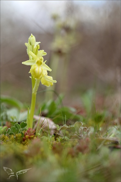 Ophrys exaltata  hypochrome_24-03-24_03.jpg