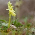 Ophrys exaltata  hypochrome 24-03-24 03