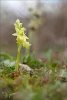 Ophrys exaltata  hypochrome 24-03-24 03