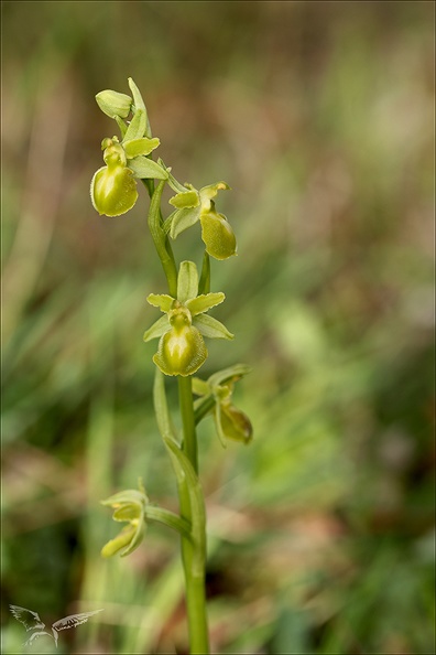 Ophrys exaltata  hypochrome_24-03-24_25.jpg