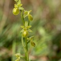Ophrys exaltata  hypochrome 24-03-24 25