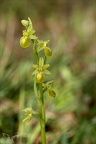 Ophrys exaltata  hypochrome 24-03-24 25