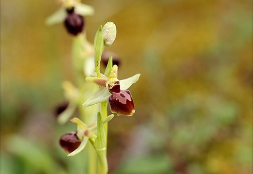 Ophrys exaltata subs marzuela-s 24-03-24 14 (638 visits) Ophrys exaltata subs marzuela-s 24-03-24 14