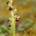 Ophrys exaltata subs marzuela-s_24-03-24_14.jpg