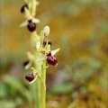 Ophrys exaltata subs marzuela-s 24-03-24 14