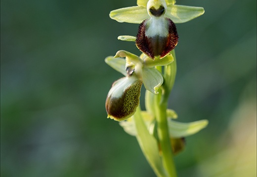 Ophrys exaltata subs marzuela 22-03-24 29 (484 visits) Ophrys exaltata subs marzuela 22-03-24 29