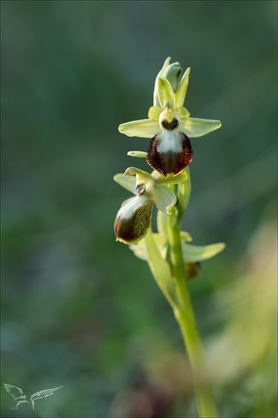Ophrys exaltata subs marzuela_22-03-24_29.jpg