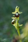 Ophrys exaltata subs marzuela 22-03-24 29