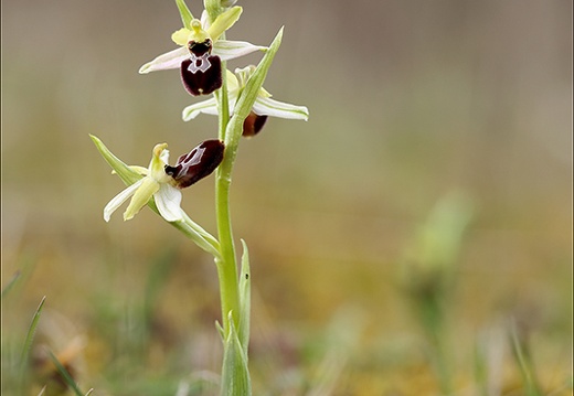 Ophrys exaltata subs marzuela-s 24-03-24 12 (674 visits) Ophrys exaltata subs marzuela-s 24-03-24 12