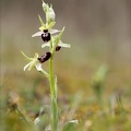 Ophrys exaltata subs marzuela-s 24-03-24 12