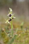 Ophrys exaltata subs marzuela-s 24-03-24 12