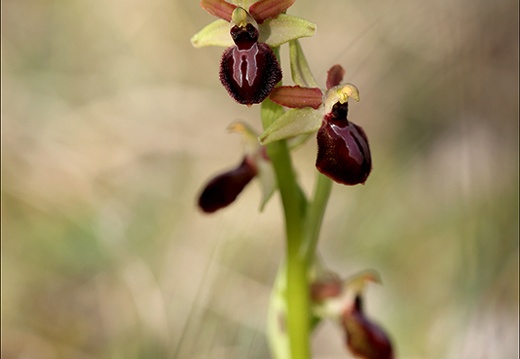 Ophrys exaltata subs marzuela-s 24-03-24 26 (541 visits) Ophrys exaltata subs marzuela-s 24-03-24 26