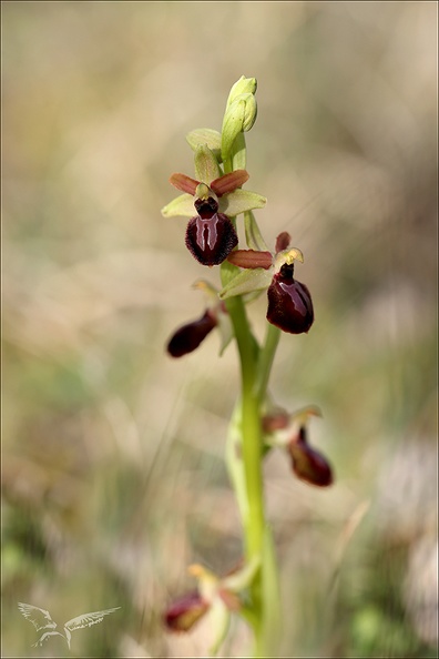 Ophrys exaltata subs marzuela-s_24-03-24_26.jpg
