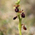 Ophrys exaltata subs marzuela-s 24-03-24 26