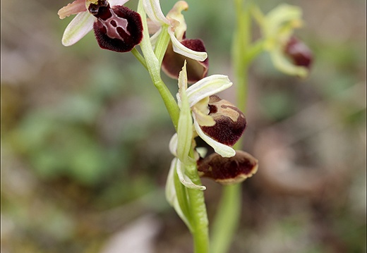 Ophrys exaltata subs marzuela-s 24-03-24 32 (511 visits) Ophrys exaltata subs marzuela-s 24-03-24 32