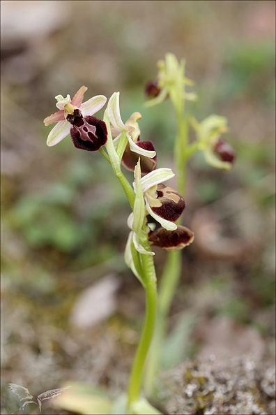 Ophrys exaltata subs marzuela-s 24-03-24 32