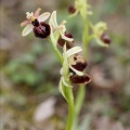 Ophrys exaltata subs marzuela-s 24-03-24 32