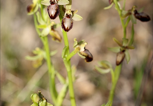 Ophrys exaltata subs marzuela-s 24-03-24 21 (567 visits) Ophrys exaltata subs marzuela-s 24-03-24 21