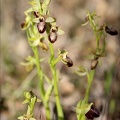 Ophrys exaltata subs marzuela-s 24-03-24 21
