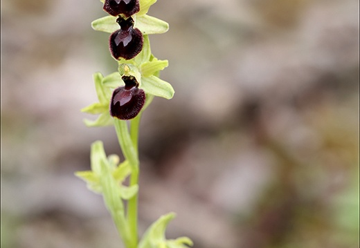 Ophrys exaltata subs marzuela-s 24-03-24 29 (528 visits) Ophrys exaltata subs marzuela-s 24-03-24 29