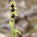 Ophrys exaltata subs marzuela-s 24-03-24 29