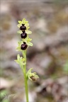 Ophrys exaltata subs marzuela-s 24-03-24 29