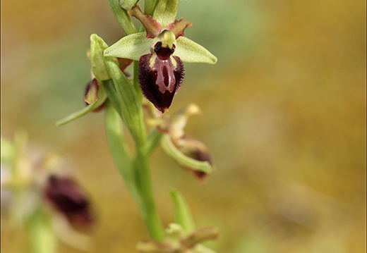 Ophrys exaltata subs marzuela-s 24-03-24 15 (537 visits) Ophrys exaltata subs marzuela-s 24-03-24 15