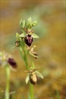 Ophrys exaltata subs marzuela-s 24-03-24 15