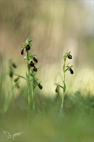 Ophrys exaltata subs marzuela_22-03-24_09.jpg