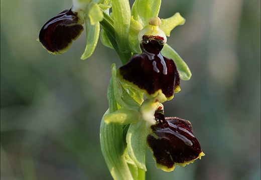 Ophrys exaltata subs marzuela 22-03-24 24 (535 visits) Ophrys exaltata subs marzuela 22-03-24 24