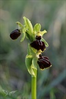 Ophrys exaltata subs marzuela 22-03-24 24