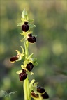 Ophrys exaltata subs marzuela 22-03-24 18