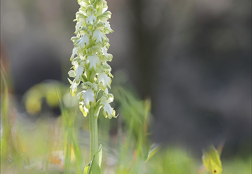 Himantoglossum robertianum 06-03-24 27 (2941 visits) Himantoglossum robertianum 06-03-24 27