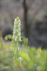 Himantoglossum robertianum 06-03-24 27