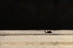 Grèbe huppé 04-04-24 16