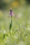 Orchis militaris 14-04-24 09