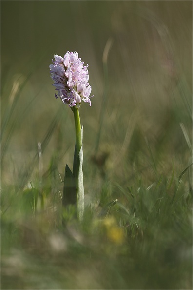 Orchis simia _14-04-24_08.jpg