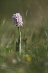 Orchis simia  14-04-24 08