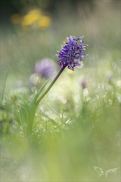 Orchis simia _14-04-24_02.jpg