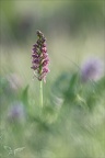 Orchis simia x anthropophora 14-04-24 02