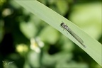 Coenagrion puella