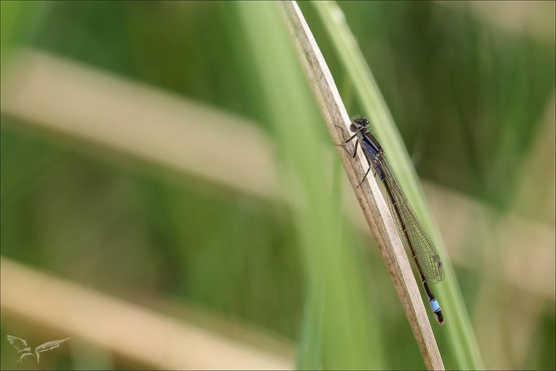 Ischnura elegans_15-04-24_03.jpg