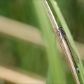 Ischnura elegans 15-04-24 03