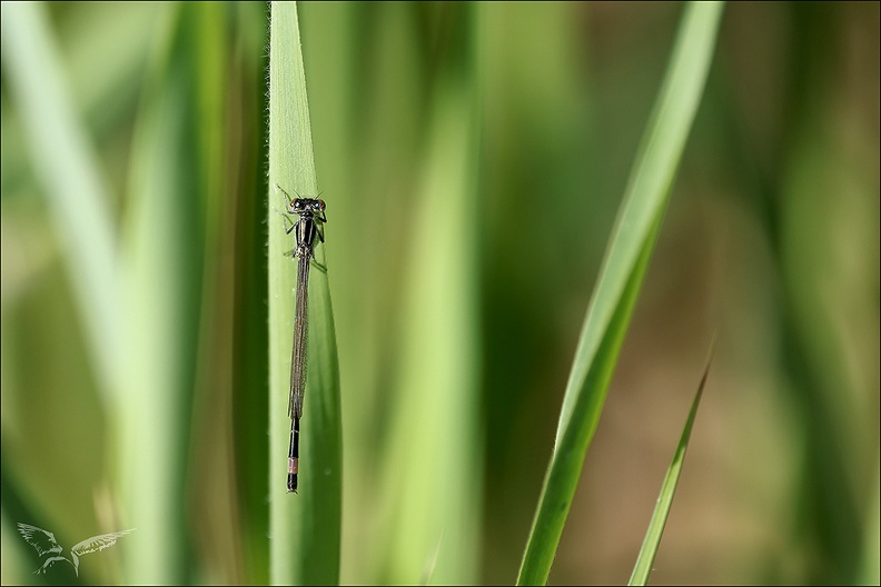 Ischnura elegans_19-04-24_01.jpg