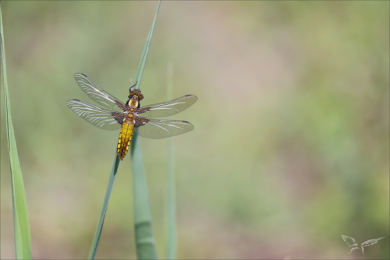 Libellula depressa ♀_19-04-24_03.jpg