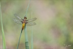 Libellula depressa ♀ 19-04-24 03