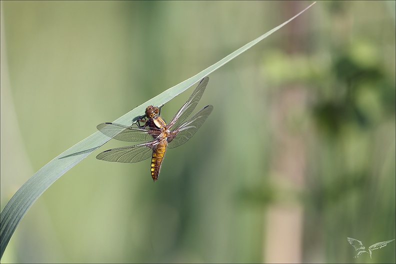 Libellula depressa ♀_19-04-24_02.jpg