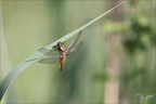 Libellula depressa ♀ 19-04-24 02