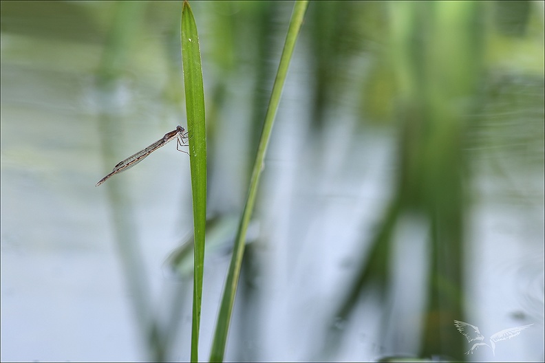 Sympecma fusca-.jpg